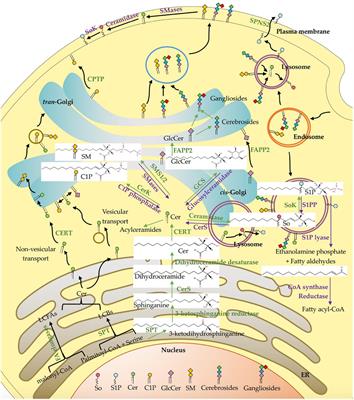 The nutritional functions of dietary sphingomyelin and its applications in food